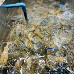 Jomtien Talay Pao User Photo