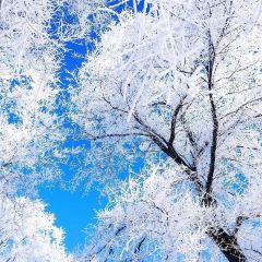 Shunji Traditional Cold Noodles User Photo