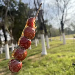 AWU YELLOW RIVER COMMON CARP User Photo