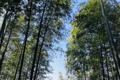 快樂家園•大魚王（南山竹海店）