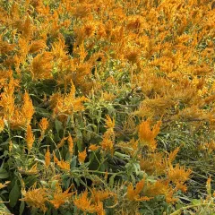 GANJIAJIE LEMON DUCK User Photo