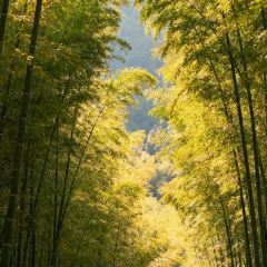 靈山酒釀張用戶圖片