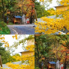 GUICAI YUEBEI RESTAURANT 여행 사진