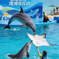 dan jia yu pai User Photo