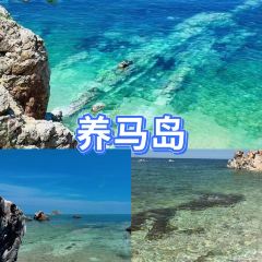 海島日記（養馬島店）張用戶圖片