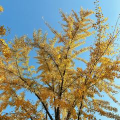 Zhengweizhaiguobacai(Xi Bei Jiao Dian ) User Photo