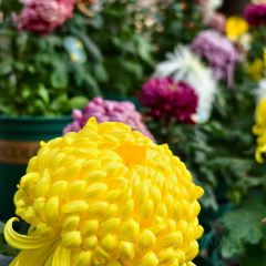 JIN CHUN XI User Photo