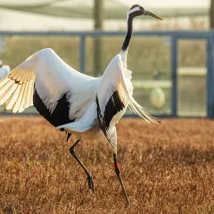 竹林大饭店 User Photo