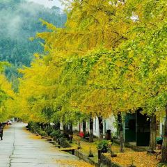 一尺稻田咖啡 User Photo