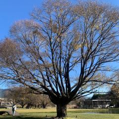 Lijiang Club Med Resorts Amaze Snow Mountain CampTent Restaurant User Photo