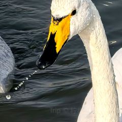 运城果果假日酒店·餐厅 User Photo