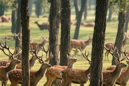 Ada Dongtai Fish Soup Mian