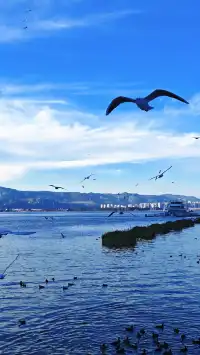 今日實況|昆明冬日頂流玩法！附海鷗地圖