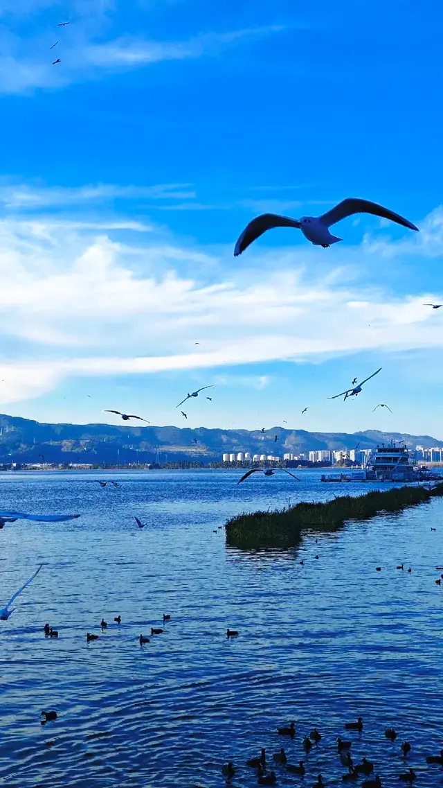 今日實況|昆明冬日頂流玩法！附海鷗地圖