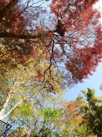 蔣公古道|5小時解鎖莫干山秋日限定美麗