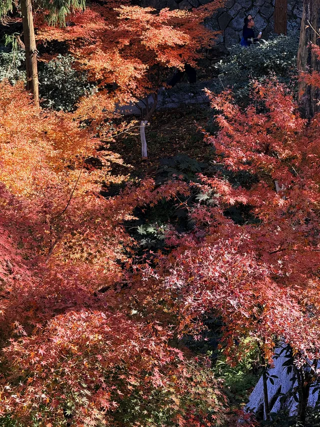 11.29實況,莫干山紅楓真的殺瘋了!!!!!!! 11.29實況,莫干山紅楓真的殺瘋了!!!!!!!