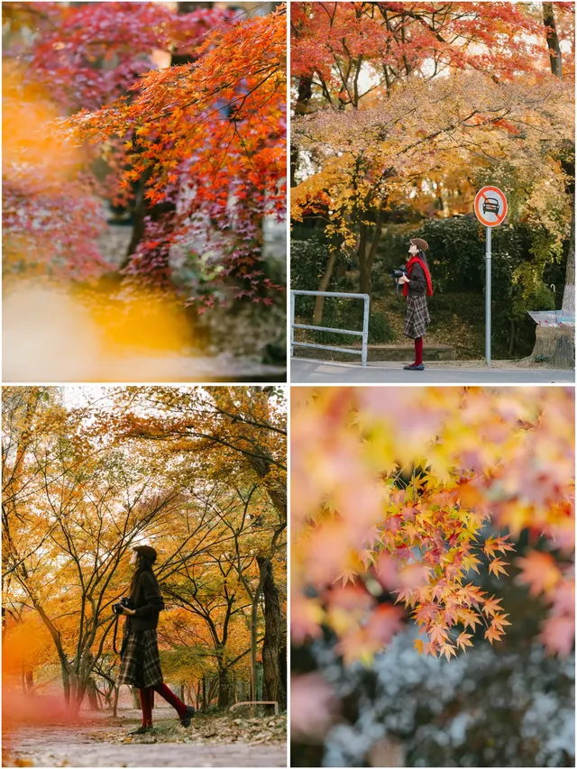 抬頭邂逅一場落地的「星辰」