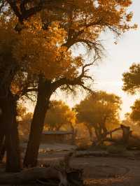 新疆輪台親子秘境|塔里木胡楊林秋季童話之旅