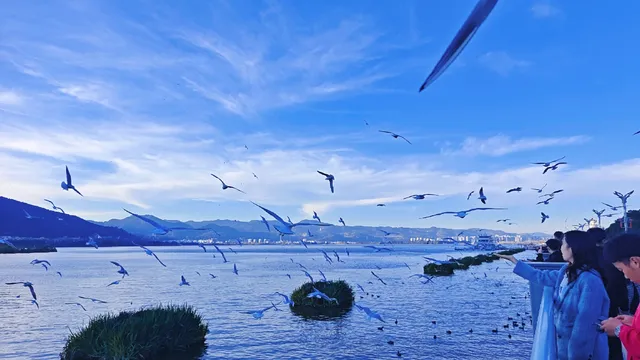今日實況|昆明冬日頂流玩法！附海鷗地圖