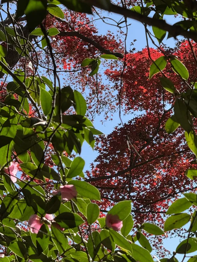 不避雷!莫干山自駕徒步賞秋滬人經驗貼 不避雷!莫干山自駕徒步賞秋滬人經驗貼