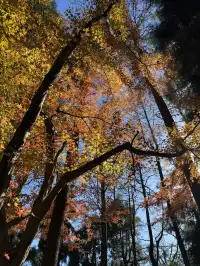 不避雷!莫干山自駕徒步賞秋滬人經驗貼