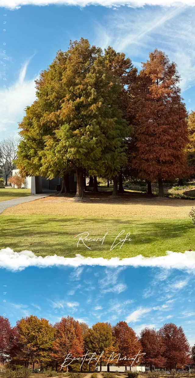 上海辰山植物園遛娃賞秋景 上海辰山植物園遛娃賞秋景