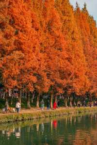 金色秘境打卡帶你飛