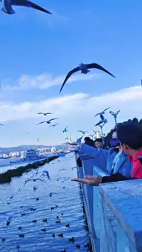 今日實況|昆明冬日頂流玩法！附海鷗地圖