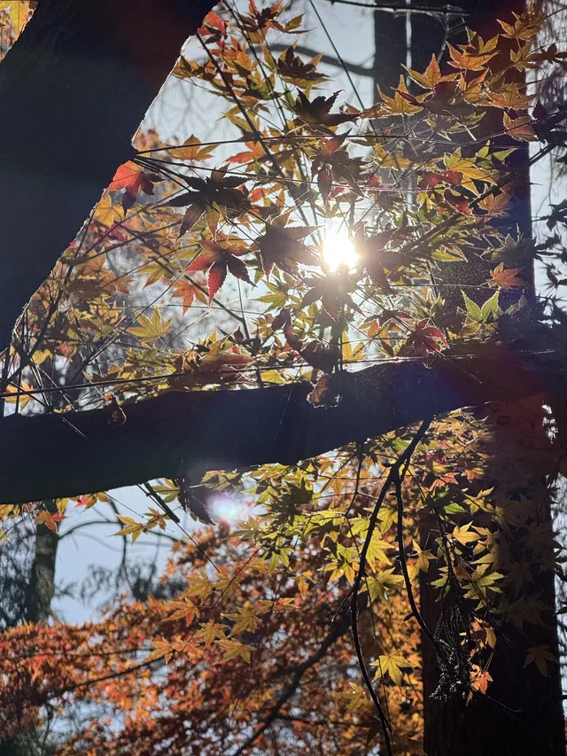 不避雷!莫干山自駕徒步賞秋滬人經驗貼 不避雷!莫干山自駕徒步賞秋滬人經驗貼