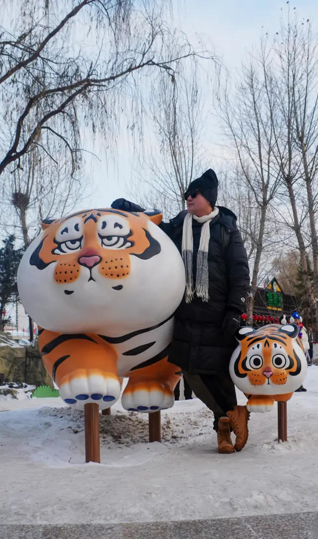 Heilongjiang Travel | Come to Harbin to see the Northeast 'Meow Meow'!