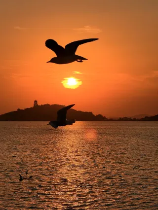 Wuxi | Winter Limited "Seagull Encounter" Live Record of Red-billed Gulls at Yuantouzhu