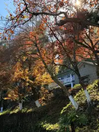 11.29實況,莫干山紅楓真的殺瘋了!!!!!!!