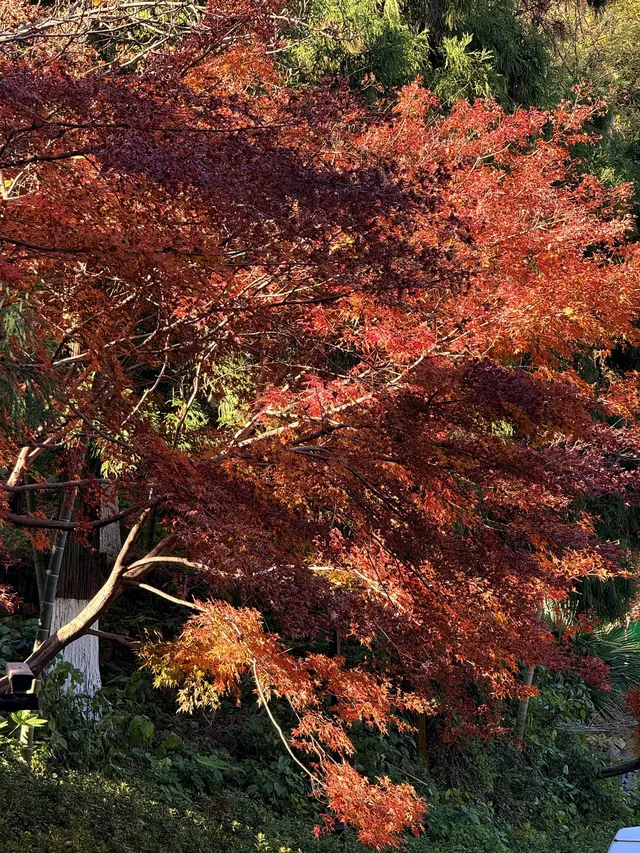 11.29實況,莫干山紅楓真的殺瘋了!!!!!!! 11.29實況,莫干山紅楓真的殺瘋了!!!!!!!
