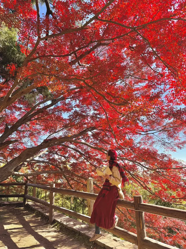 11.29實況,莫干山紅楓真的殺瘋了!!!!!!! 11.29實況,莫干山紅楓真的殺瘋了!!!!!!!