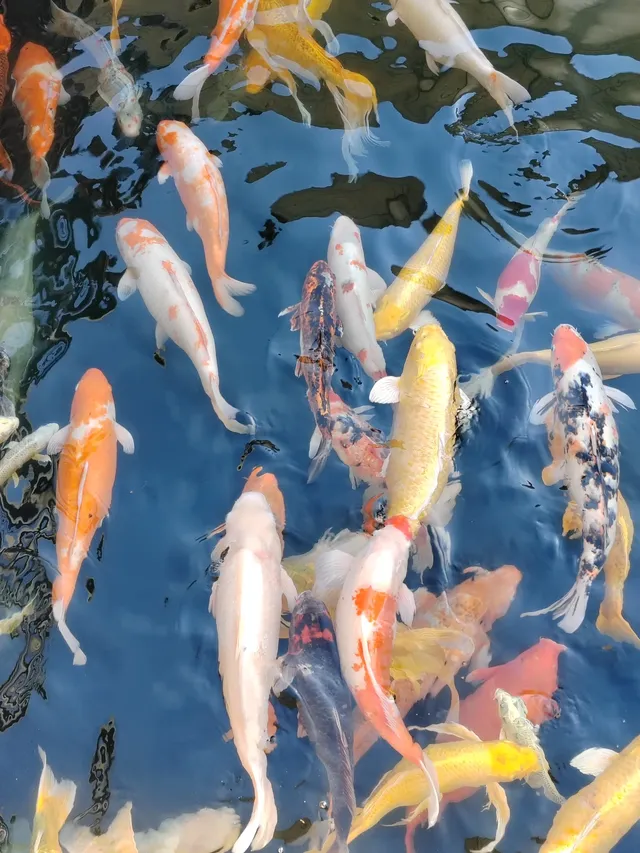 黃山下來80元新安江+千島湖薅羊毛攻略