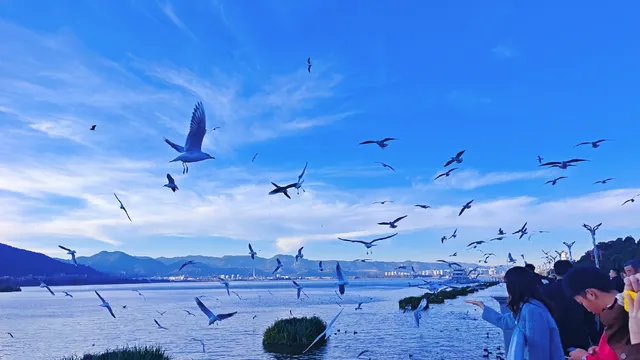 今日實況|昆明冬日頂流玩法！附海鷗地圖