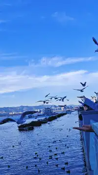 今日實況|昆明冬日頂流玩法！附海鷗地圖