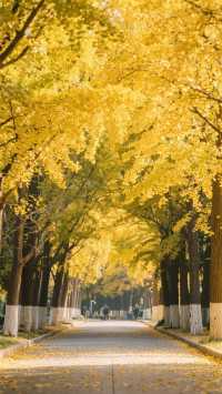 雲南10天9晚.全域深度人文自然線