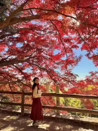 11.29實況,莫干山紅楓真的殺瘋了!!!!!!!