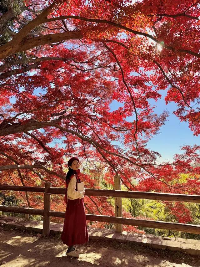 11.29實況,莫干山紅楓真的殺瘋了!!!!!!! 11.29實況,莫干山紅楓真的殺瘋了!!!!!!!