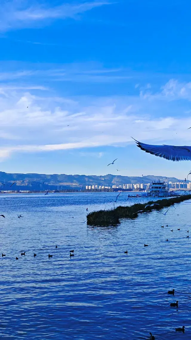 今日實況|昆明冬日頂流玩法！附海鷗地圖