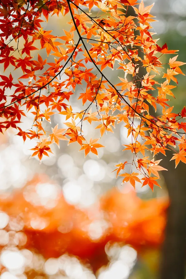 抬頭邂逅一場落地的「星辰」