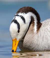 祁連山冰川綿延，2730條冰川守護斑頭雁家園