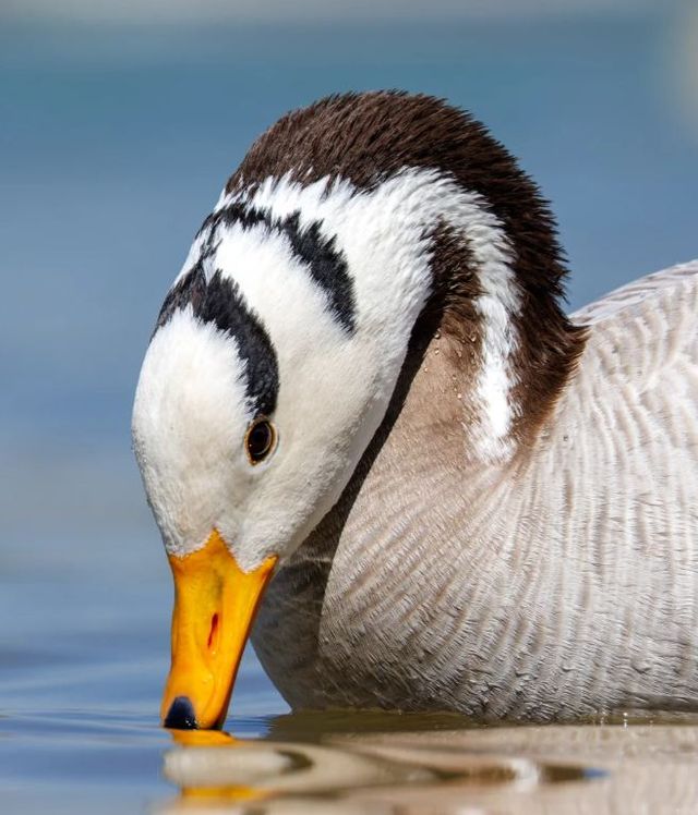 祁連山冰川綿延，2730條冰川守護斑頭雁家園