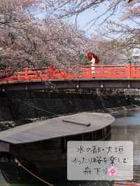 たらい舟からゆったり桜を楽しむ🌸岐阜県大垣市・水門川