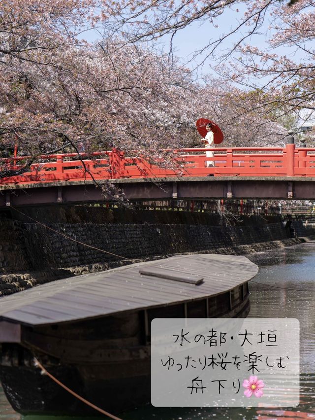たらい舟からゆったり桜を楽しむ🌸岐阜県大垣市・水門川