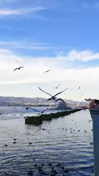 今日實況|昆明冬日頂流玩法！附海鷗地圖