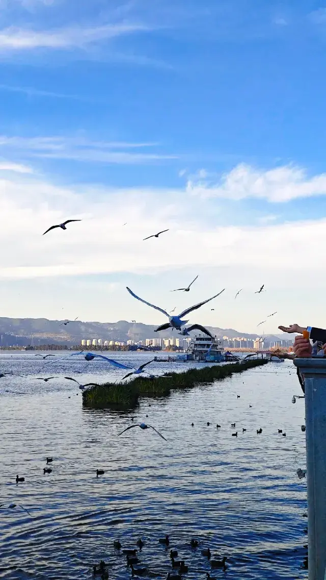 今日實況|昆明冬日頂流玩法！附海鷗地圖
