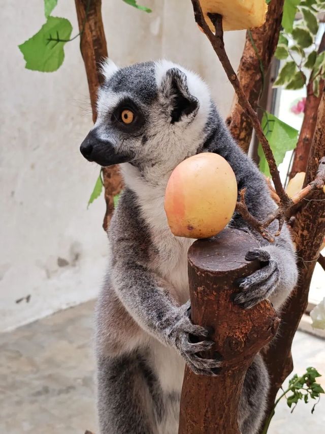 石家莊動物園環尾狐猴展出