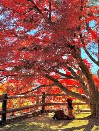 11.29實況,莫干山紅楓真的殺瘋了!!!!!!!